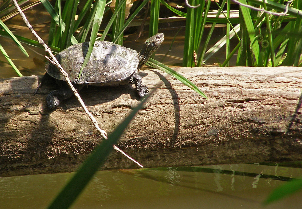 Bulgariens Reptilien und Amphibien 